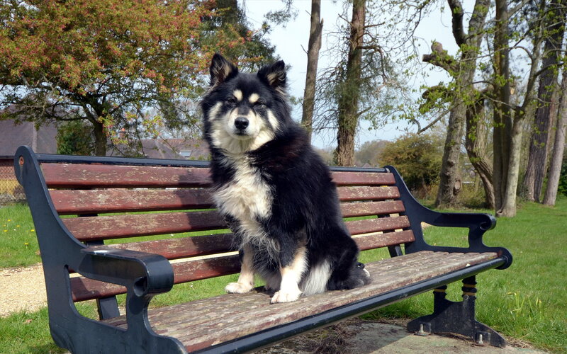 Black and White Dog on Bench