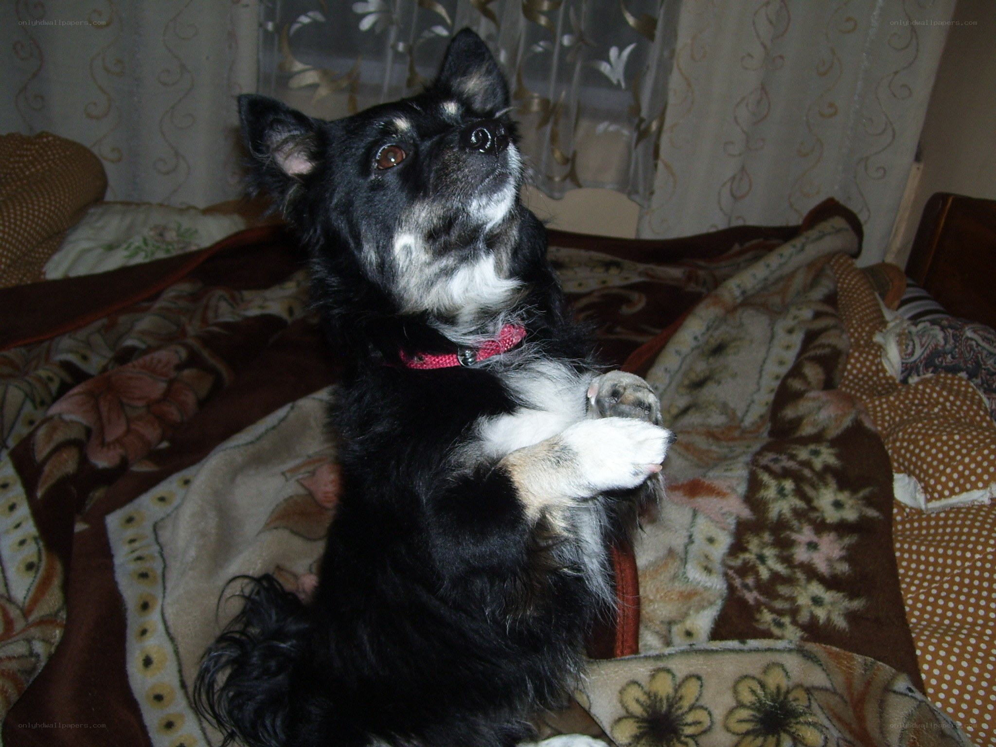 black and white dog on blanket