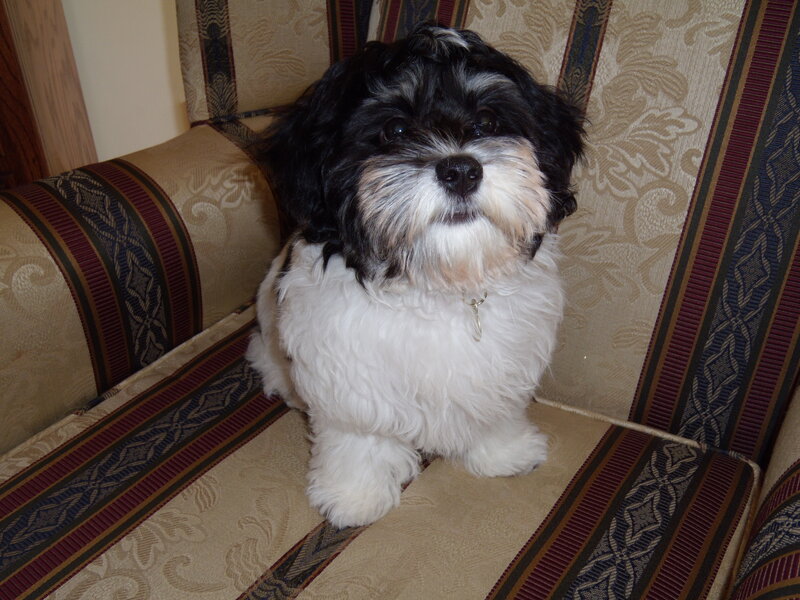black and white dog on chair