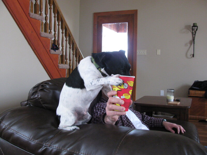 Black and White Dog on Couch — Brown