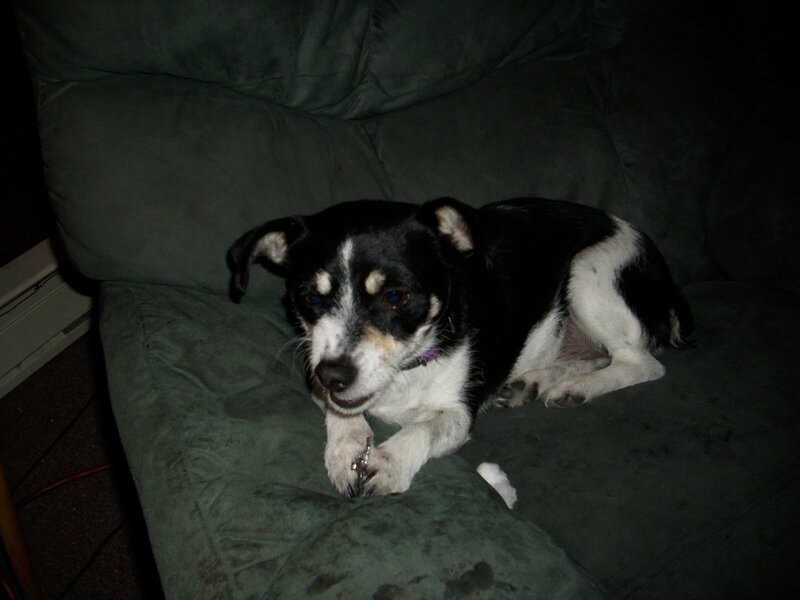 black and white dog on couch