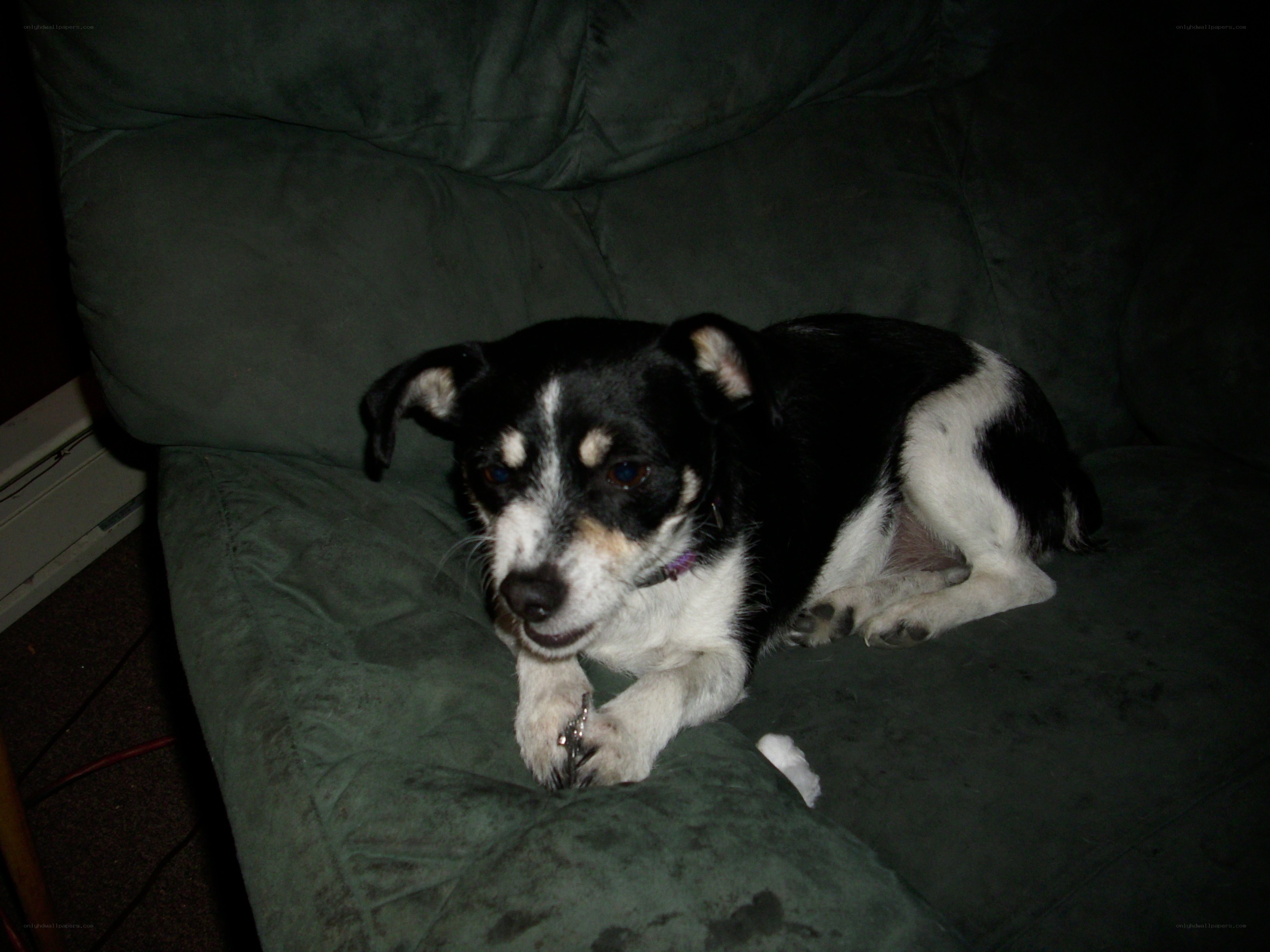black and white dog on couch