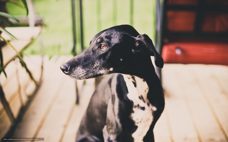 black and white dog on deck