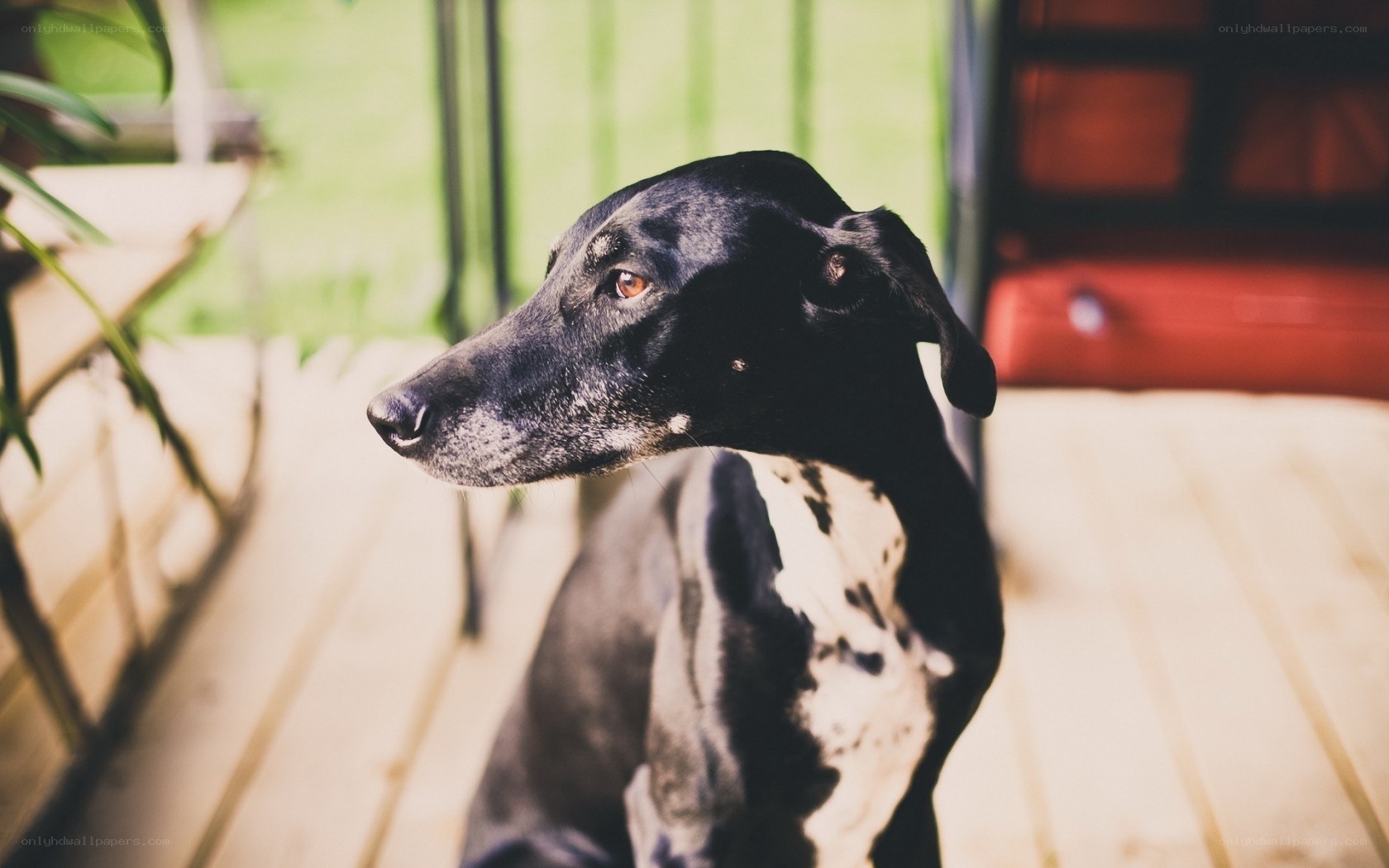 black and white dog on deck