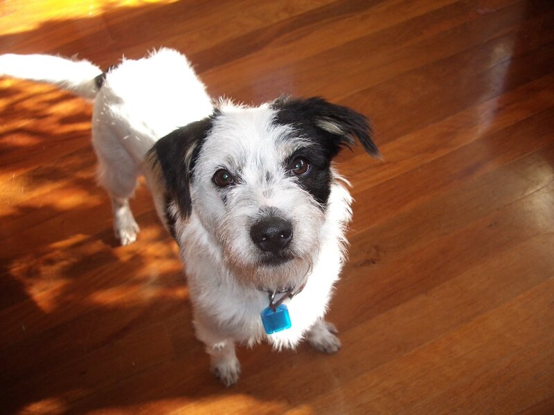 black and white dog on floor