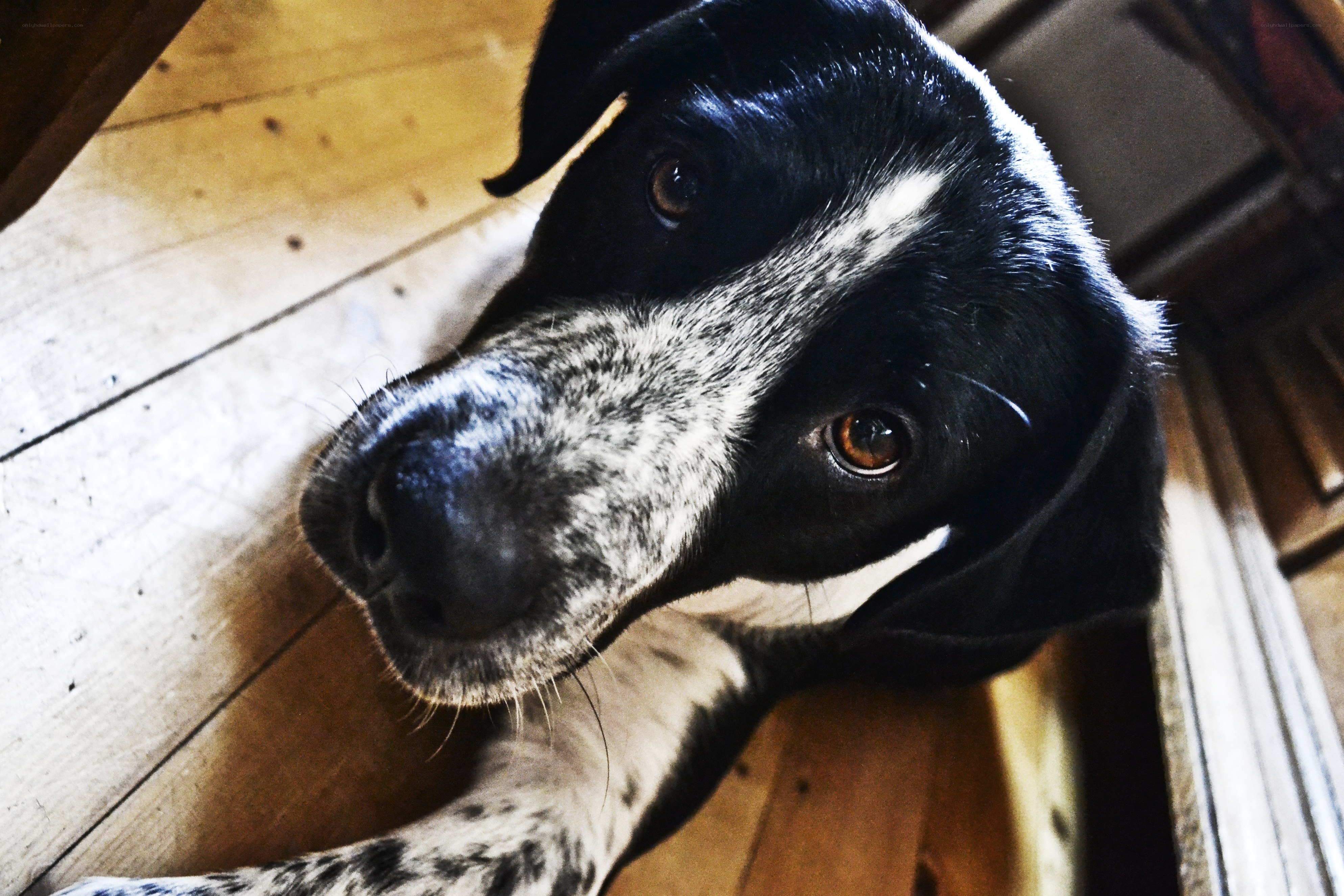 black and white dog on floor