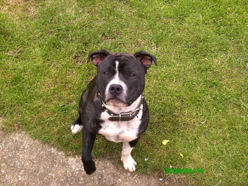 black and white dog on grass