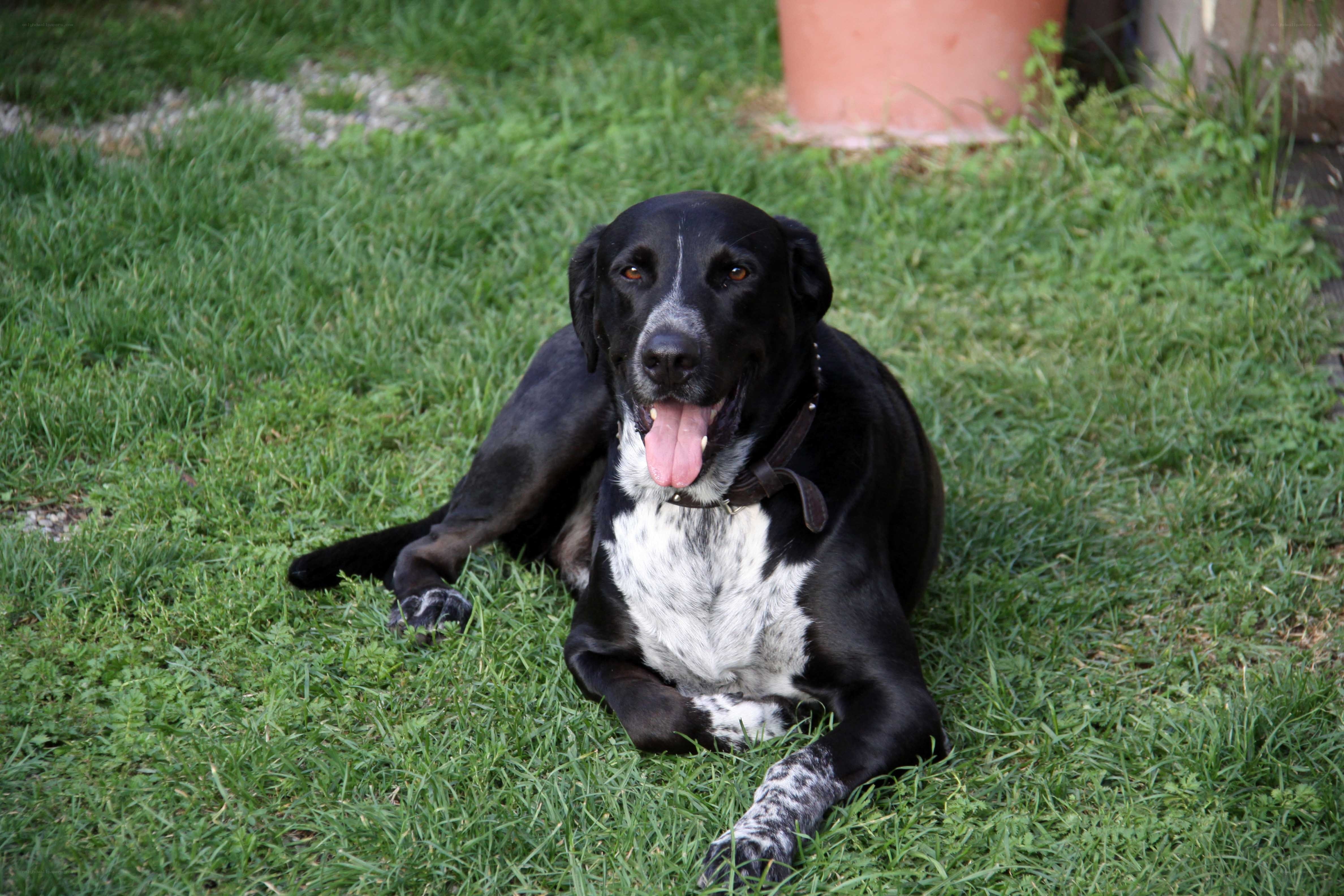 black and white dog on grass