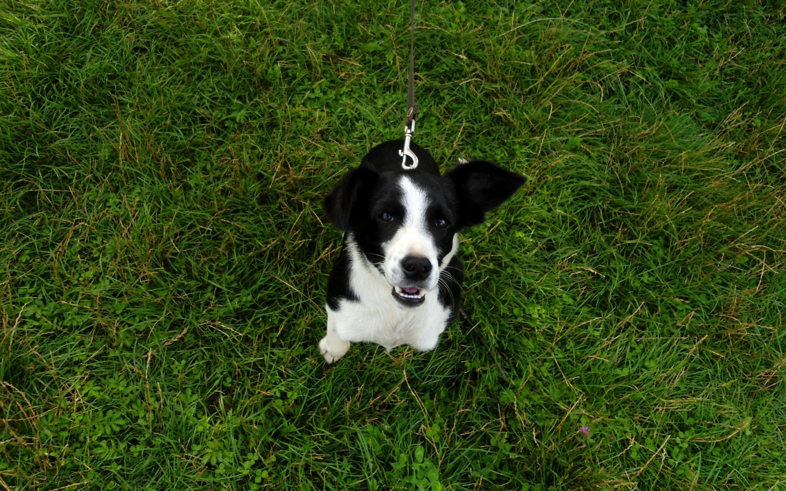black and white dog on leash