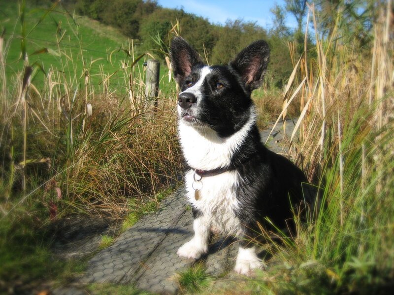 Black and white dog on path