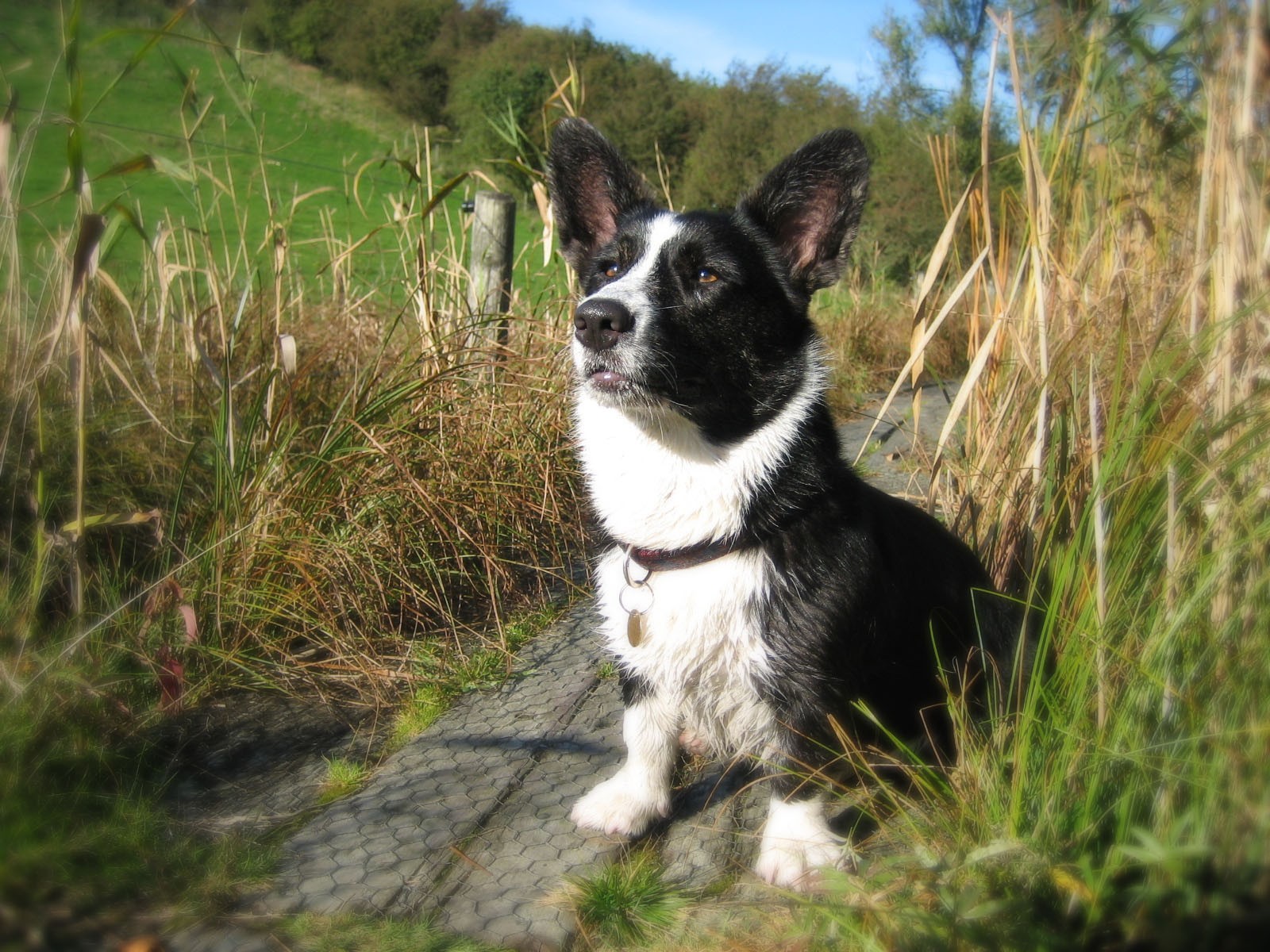 Black and white dog on path