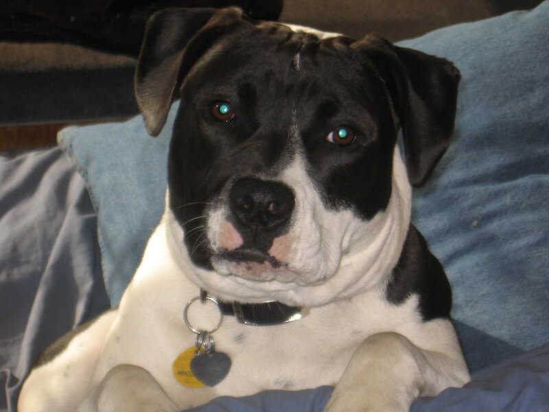 black and white dog on pillow