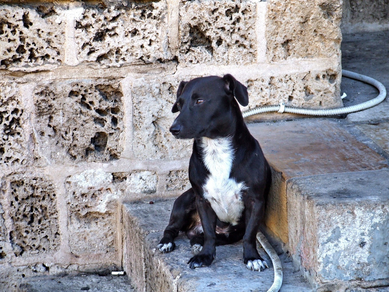 black and white dog on steps