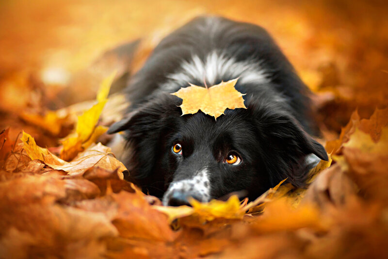 Black and White Dog — Orange, Calm, Autumn, Photograph