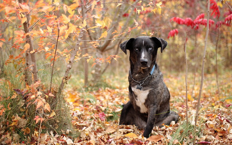 Black and White Dog — Orange, Calm, Autumn