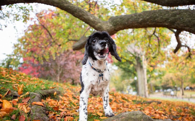 Black and White Dog — Orange, Calm
