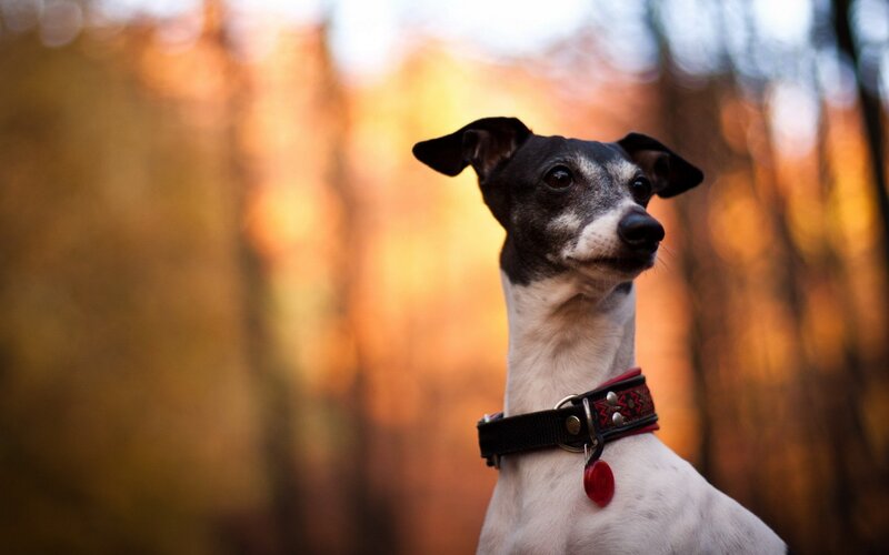 Black and White Dog — Orange, Serene