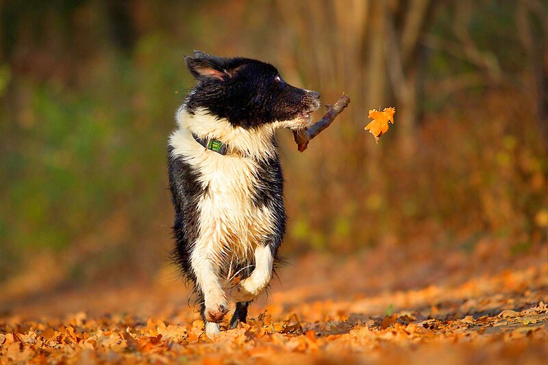 Black and White Dog — Orange