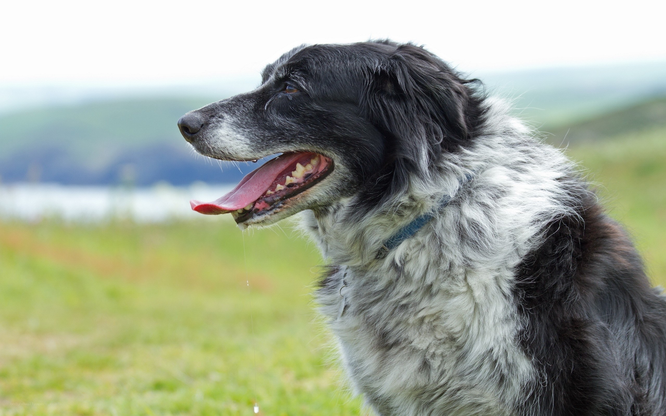 black and white dog panting