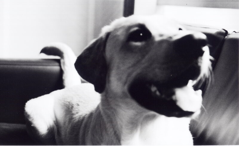 black and white dog photo