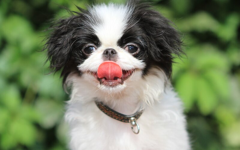 Black and White Dog — Playful, Photograph, Collar