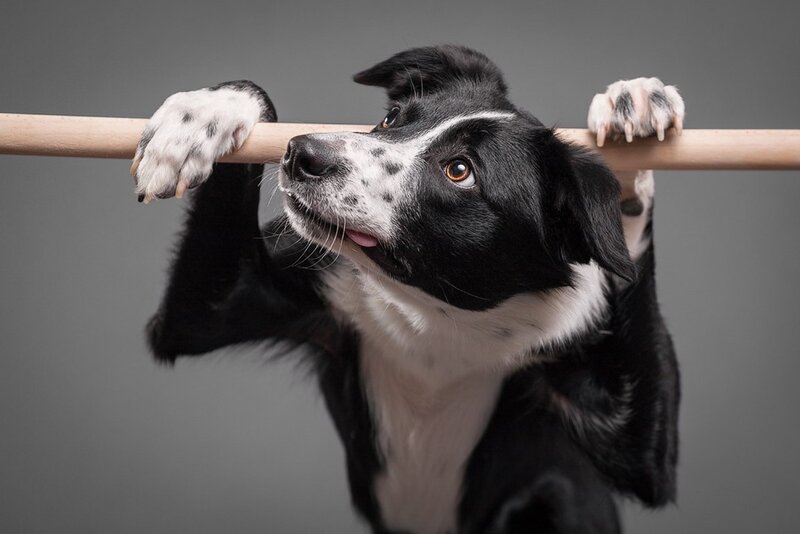Black and White Dog — Playful, Photograph, Pole