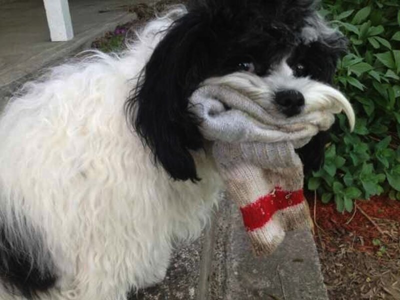 Black and White Dog — Playful, Photograph, Sock