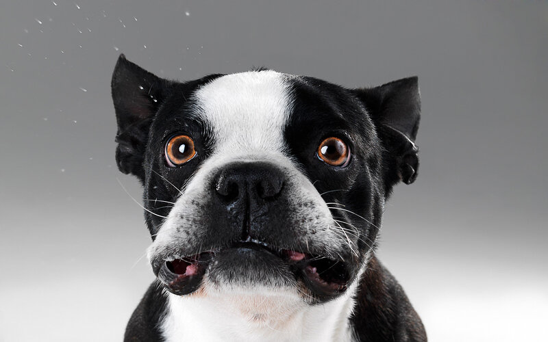 Black and White Dog — Playful, Photograph
