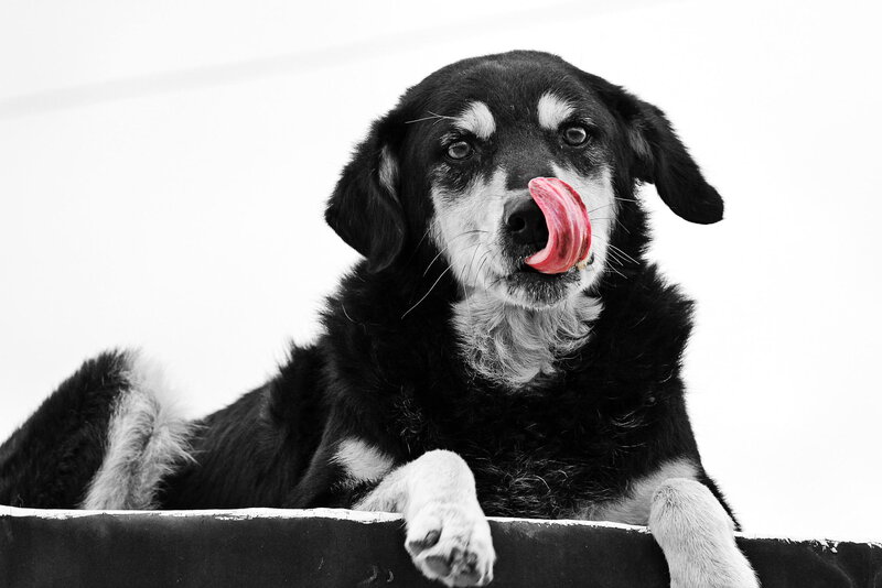 Black and White Dog — Playful, Photograph, Tongue
