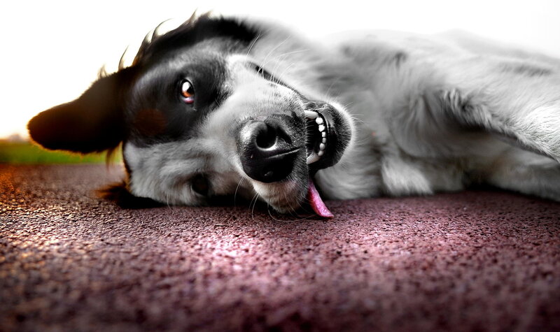 Black and White Dog — Playful, Sunset