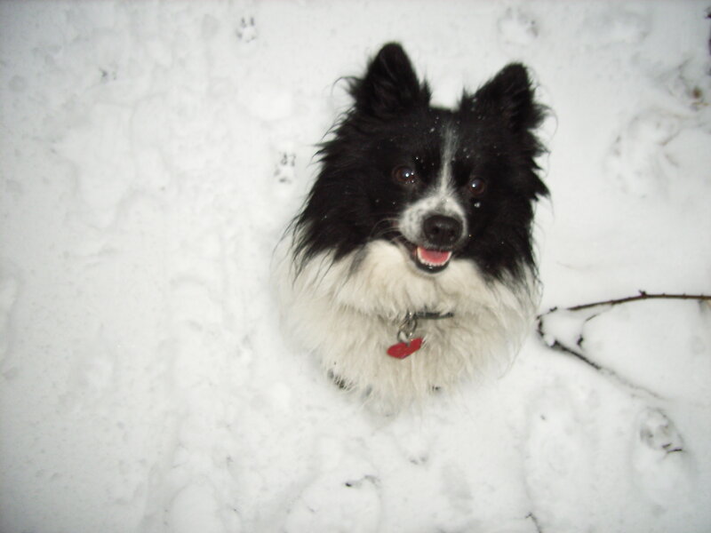 Black and White Dog — Playful, Winter