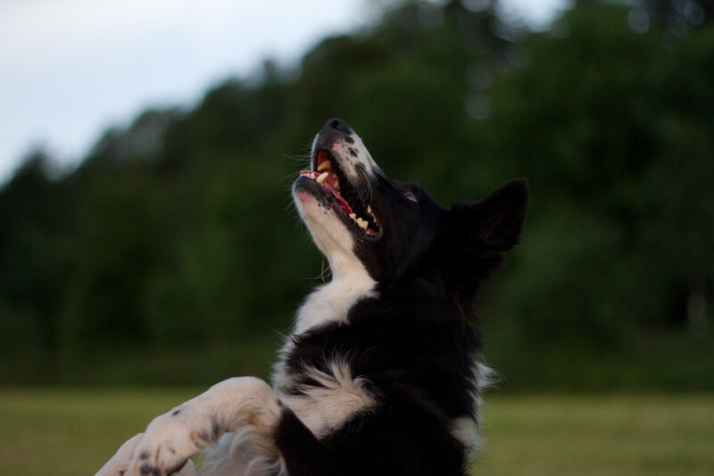 black and white dog playing