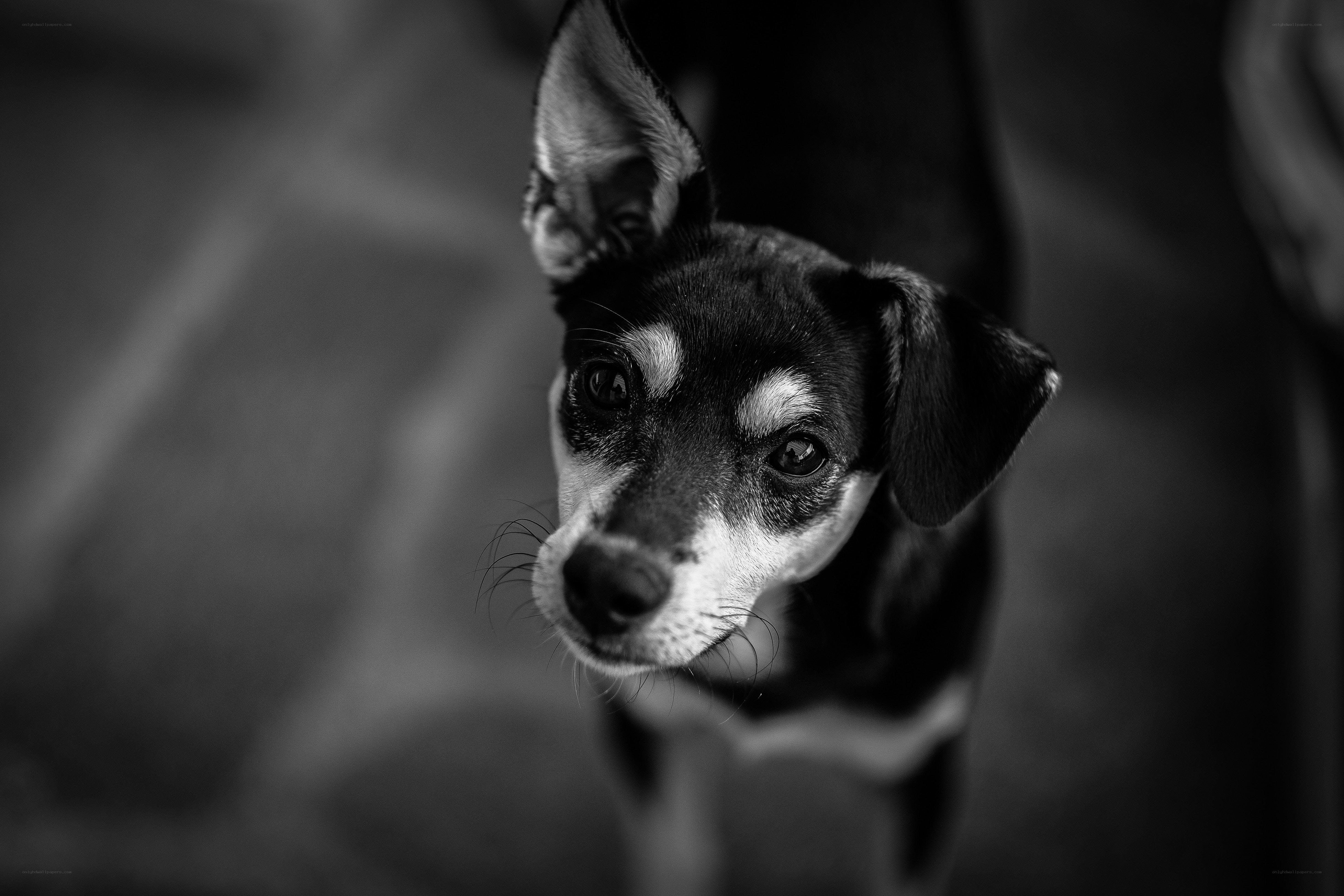 black and white dog portrait