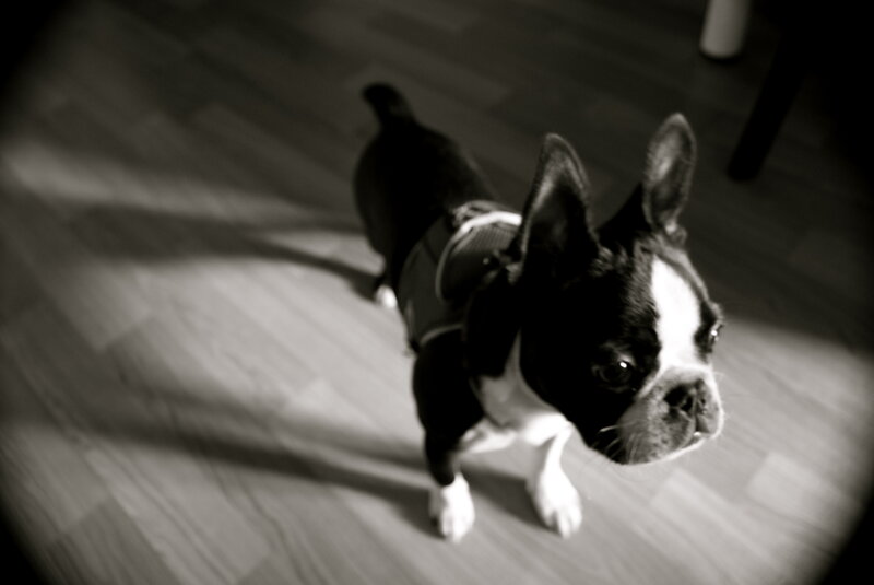 black and white dog portrait