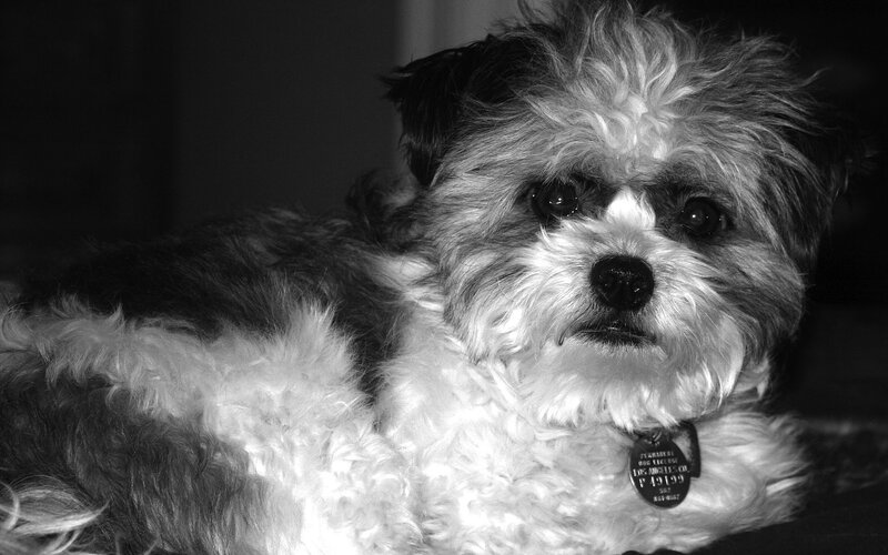 black and white dog portrait