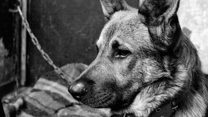 black and white dog portrait