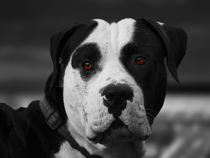 black and white dog portrait