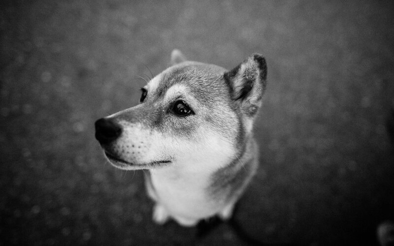 black and white dog portrait