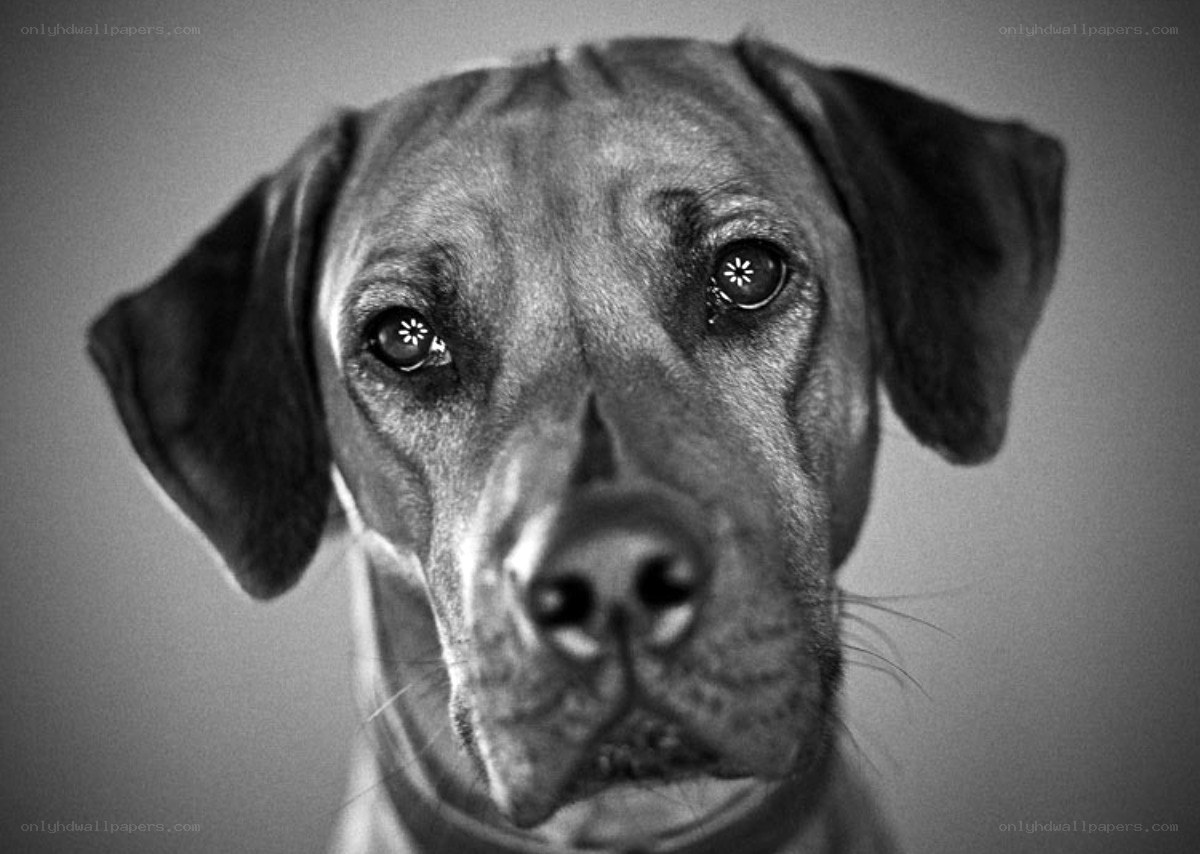 black and white dog portrait