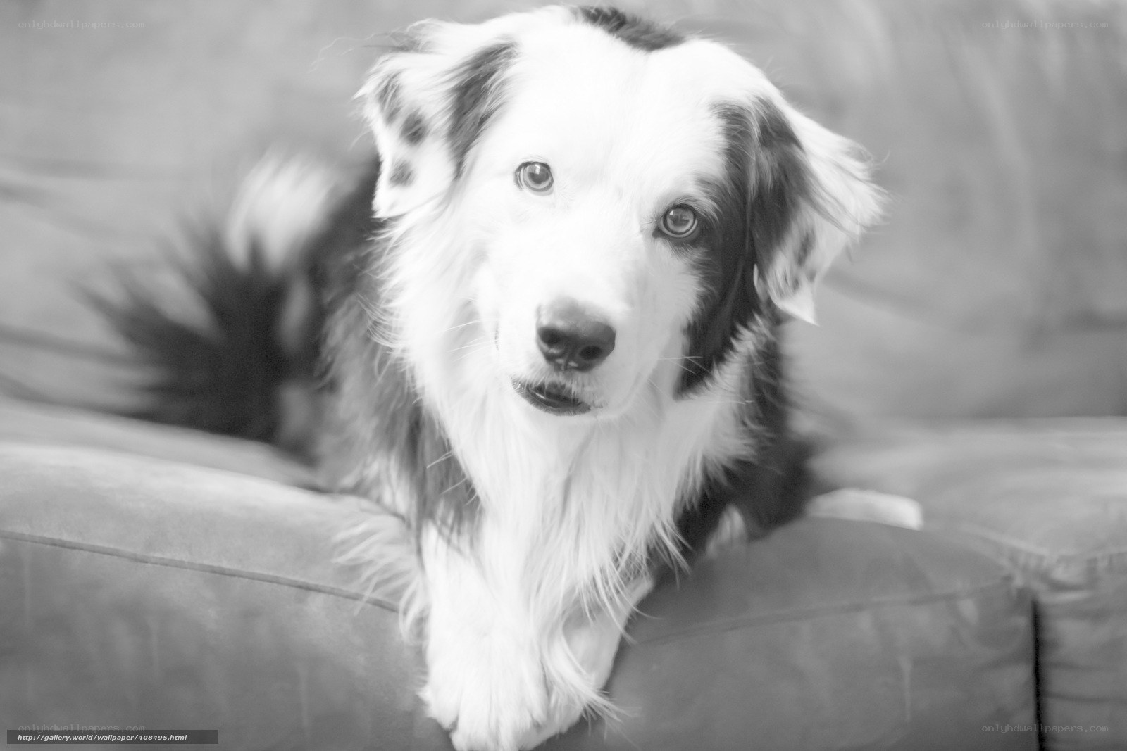 black and white dog portrait