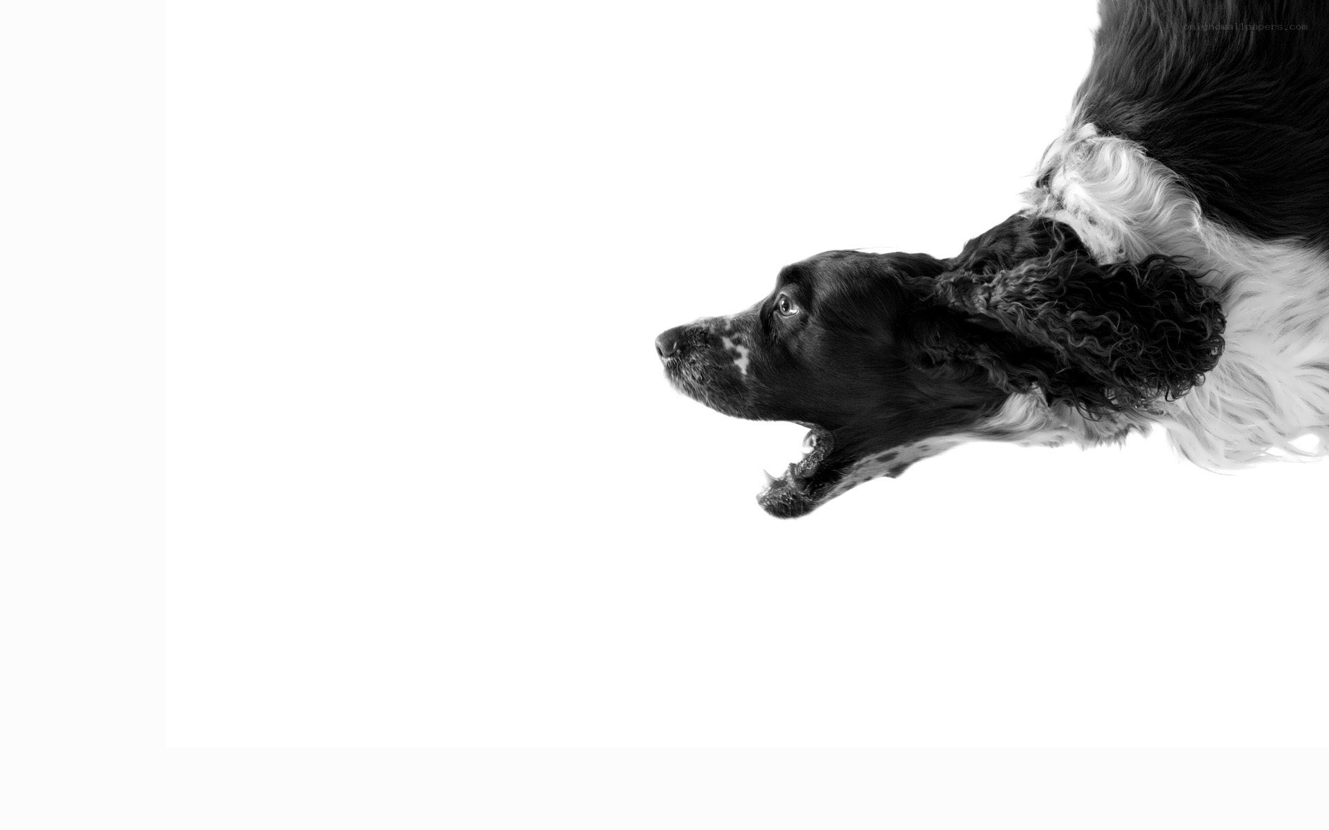 black and white dog portrait