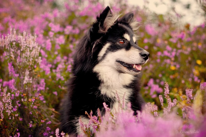 Black and White Dog — Purple, Serene, Summer