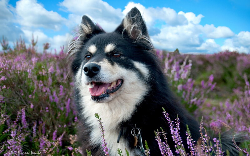 Black and White Dog — Purple
