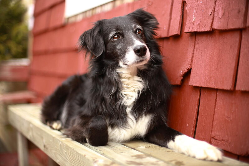 Black and White Dog — Red, Calm, Afternoon