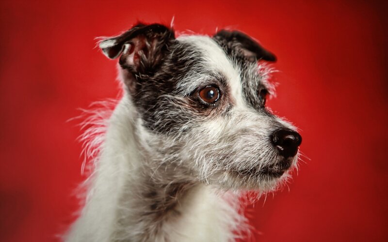 Black and White Dog — Red, Dramatic, Photograph