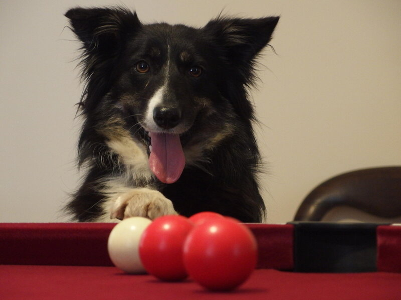 Black and White Dog — Red, Playful