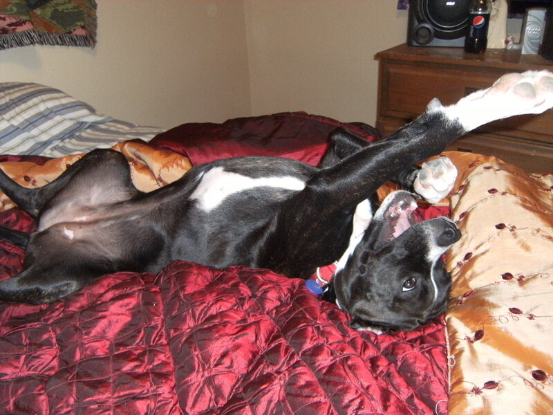 Black and White Dog — Red