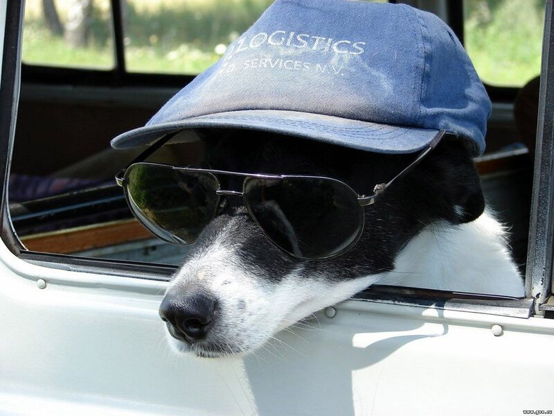 Black and White Dog — Relaxed, Afternoon