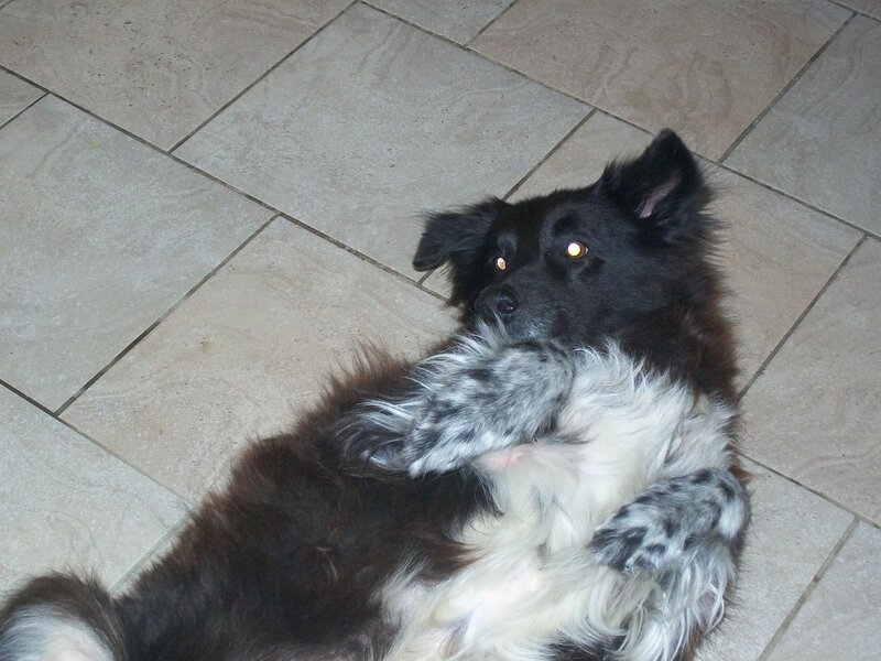 Black and White Dog — Relaxed
