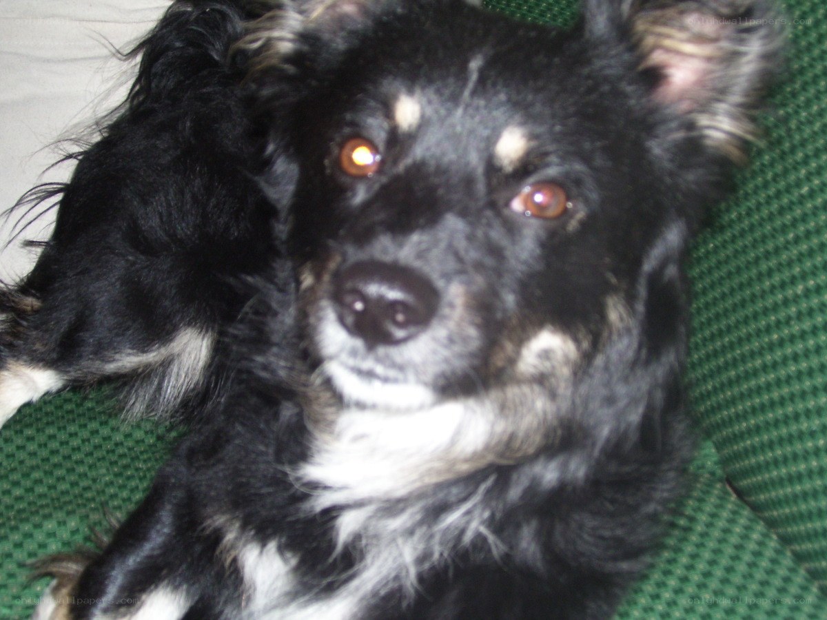 black and white dog resting